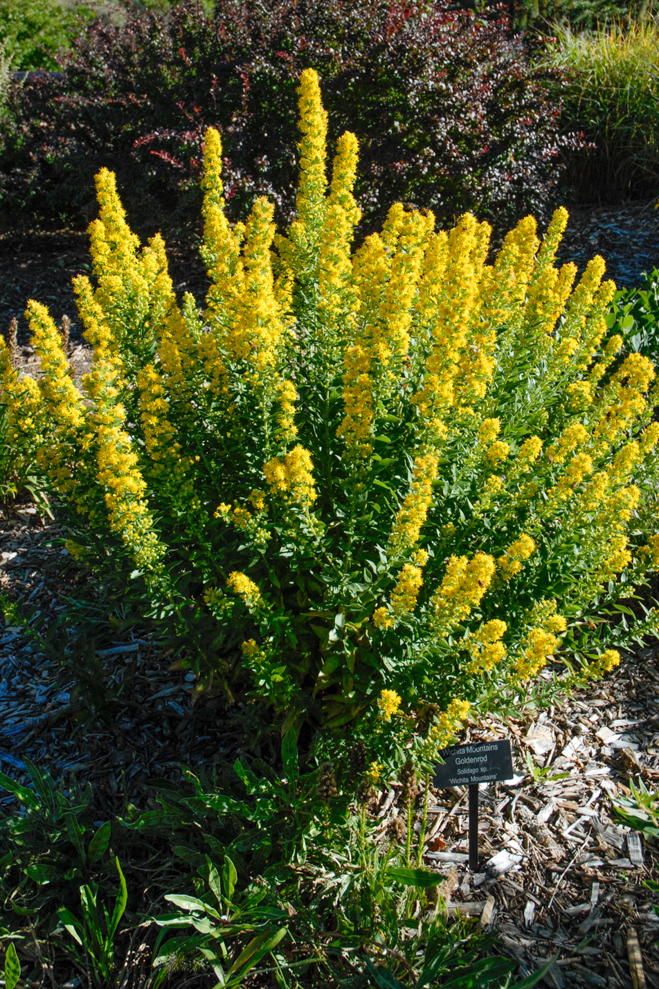 Wichita Mountain Goldenrod